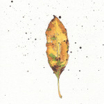 Leaf1